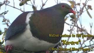 The Big Bold and beautiful New Zealand native quot Kereru quot [upl. by Acinemod]