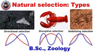 Natural Selection  directional  Disruptive  Stabilizing  Evolution  HSR Bioinfo [upl. by Wernda]