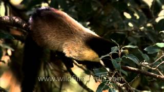 Cute little Marten on a tree [upl. by Koss]