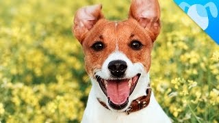 Jack Russell Terrier Facts [upl. by Malin556]