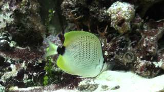 Chaetodon miliaris Lemon butterflyfish [upl. by Corydon]