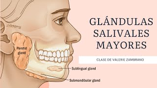 GLÁNDULAS SALIVALES MAYORES 💦 PARÓTIDA SUBMAXILAR Y SUBLINGUAL [upl. by Other299]