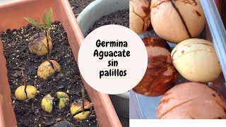 Como germinar tu aguacate sin palillos proceso completo [upl. by Elke]