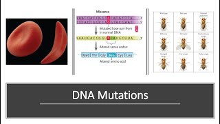 DNA Mutations [upl. by Samella892]