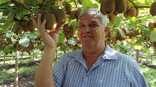 Introducing the Mega Kiwi with California Grower Jerry Kliewer [upl. by Ehrsam]