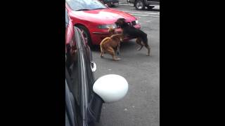 Combat de chien rue frebault face de chez dmz23 v3 [upl. by Lehar883]