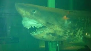 The Dark Truth Behind Rosie The Abandoned Great White Shark [upl. by Anada]