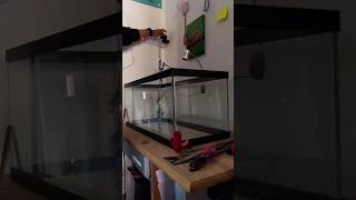 Building the 20 gallon tank source by fishmanhari brianaquatic aquascape shorts [upl. by Creamer]