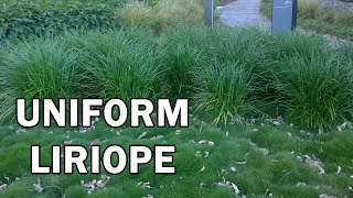 JUST RIGHT® is a more uniform evergreen Liriope [upl. by Howey]