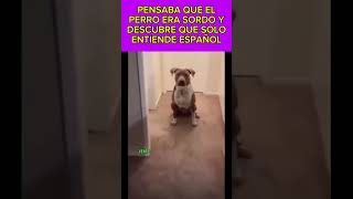 Pensaba que el perro era sordo y descubre algo humor funny dogs comedia perros [upl. by Pedrick]