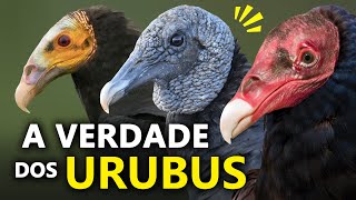 URUBUS são CANIBAIS Como os urubus localizam A CARNIÇA Os segredos dos URUBUS do BRASIL [upl. by Ely689]