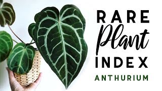 Rare Plant Index 4  Anthurium  Uncommon to Extremely Rare Plants [upl. by Stillmann]