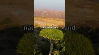 Alien Landscape of Socotra [upl. by Ikcim484]