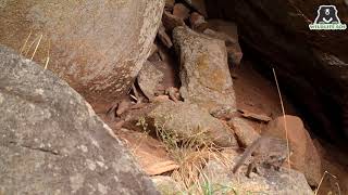 Caught on Hidden Camera Rustyspotted cat [upl. by Irene188]