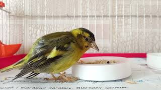 The old siskin is having breakfast🐤  Старый чиж завтракает siskin birds goldfinches sparrow [upl. by Alic100]