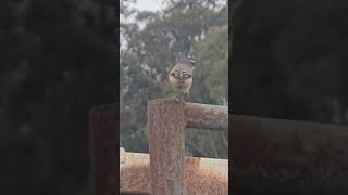 Pardalote Australian Native [upl. by Hehre]