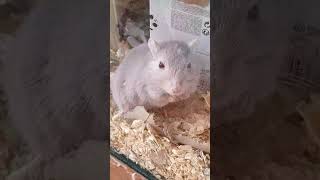 Little gerbil is doing important gerbils things [upl. by Mirth]