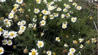 Growing Roman Chamomile [upl. by Eddy]