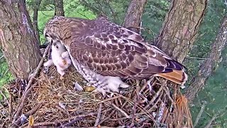 Leucistic Red Tailed Hawk😮Extremely strange behavior from first time dad940 am 20230105 [upl. by Anoit756]