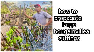 how to propagate bougainvillea from large cuttings [upl. by Artinak]