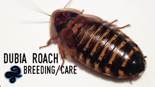 Dubia Roach BreedingCare Guide [upl. by Melita]