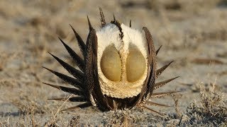 The Dance Of The Sage Grouse [upl. by Aseiram886]