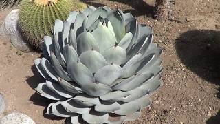 AGAVE GALLERY Agave Parryi var Truncata  Up Close [upl. by Idnaj]