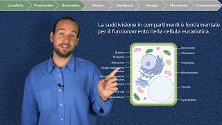 La cellula Eucariotica e i suoi Organuli  Parte 1 Nucleo Ribosomi Reticolo endoplasmatico [upl. by Yendahc]