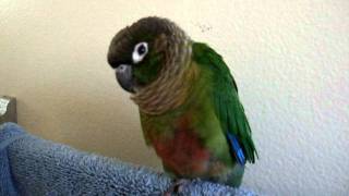 Gracie the green cheek conure talking [upl. by Foushee574]