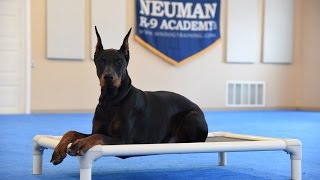 Crixus Doberman Pinscher Advanced Obedience Training Demonstration [upl. by Ketchan394]