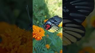 Delias pasithoe butterfly colors autumn uttarakhand trending [upl. by Nnyleahs]