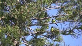 Wild Nanday Conures [upl. by Peirce]