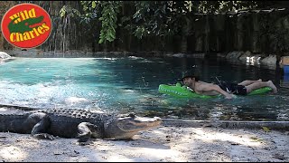 Swimming Giant Alligators in Pool [upl. by Aicssej852]