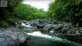 10 Hours Of Relaxing Jungle Sounds  Planet Earth II  BBC Earth Explore [upl. by Nodyl876]