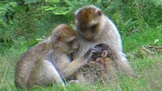 Barbary Macaques [upl. by Torto863]