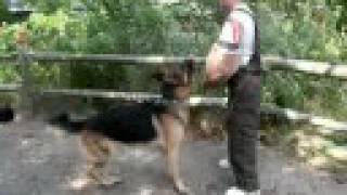 Professional Dog Training  Дрессировка собак K9 [upl. by Samaria]