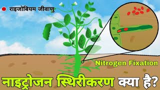 नाइट्रोजन स्थिरीकरण कैसे होता है  Role of Rhizobium Bacteria in Nitrogen Fixation Process in Hindi [upl. by Liew472]