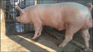 Berkshire Pig in Labour and Farrowing TEN piglets [upl. by Haim456]