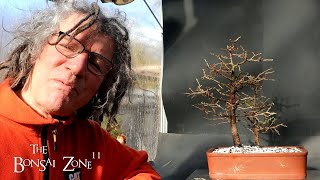 Repotting Two Larch Trees Part 2 The Bonsai Zone Feb 2024 [upl. by Phippen]