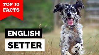 English Setter  Top 10 Facts [upl. by Kerrie]