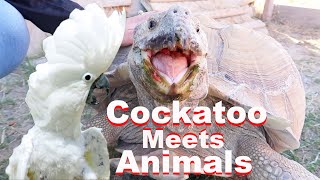 Cockatoo Meets My Animals [upl. by Beacham]