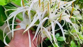 How to grow spider lily  complete care tips for growing spider lily at home  fragrant flowers [upl. by Baylor]