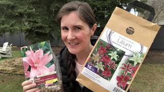 How to plant lily bulbs [upl. by Lupien]