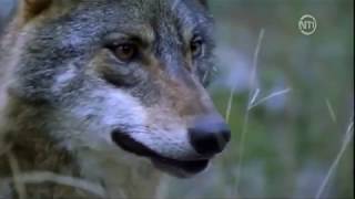 Les loups des montagnes DOC FRENCH [upl. by Natividad]