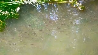 Dense Schools of Western Mosquitofish Swarm Buena Vista Creek in Vista California [upl. by Eniamrehs]