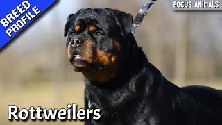 The Rottweiler Best Breed Ever [upl. by Leasia242]