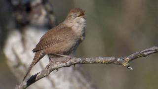 House Wren [upl. by Kora]