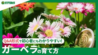 ☘66：ガーベラの育て方｜長く咲かせるにはどうしたらいいの？植えつけの注意や夏越し・冬越しの注意点もご紹介【PlantiaQampA】植物の情報、育て方をQampA形式でご紹介 [upl. by Madelin]