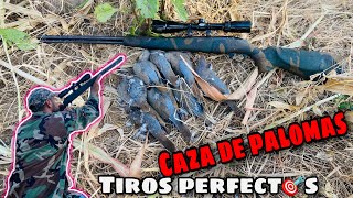 AVENTURA y CAZA de PALOMAS Puros TIROS PERFECTOS 🎯 [upl. by Yma]