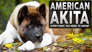 AKITA 101 Everything You Need To Know About The AMERICAN AKITA [upl. by Ainitsirc]